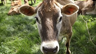 Fleischproduktion treibt Klimawandel und Hunger
