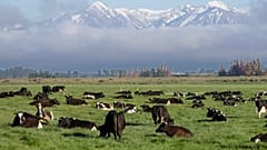 Коровы чрезвычайно важны для новозеландской экономики, но они же выделяют львиную долю парниковых газов
