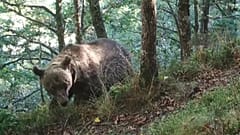 Ein Braunbär in den Pyrenäen