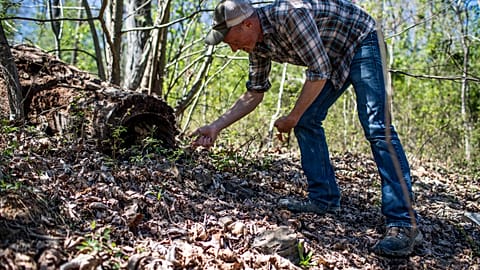Foraging for mushrooms in the woods is a popular fall activity across Europe.