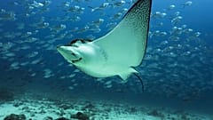 Ein Rochen im Wasser