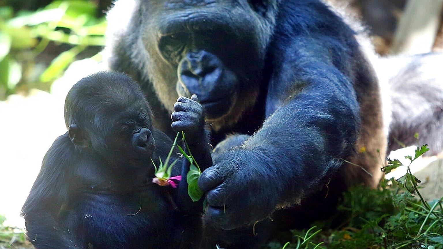 WWF: 1970'ten bu yana küresel yaban hayatı popülasyonu yüzde 70 azaldı