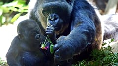 WWF: 1970'ten bu yana küresel yaban hayatı popülasyonu yüzde 70 azaldı