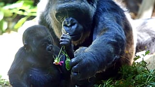 WWF: 1970'ten bu yana küresel yaban hayatı popülasyonu yüzde 70 azaldı