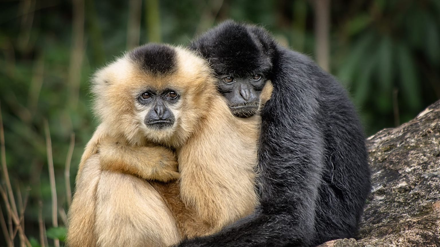 Tonkin Black Crested Gibbons. A new report has found that animal species have declined up to 94 per cent in just 50 years. 