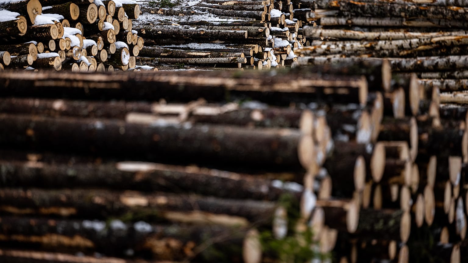 Felled trees stacked ready for transportation to the sawmill at a forestry plot near Vologda in 2021. Europeans are investing in wood amid the energy crisis.