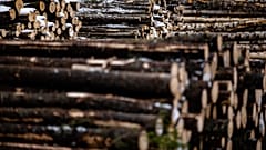Felled trees stacked ready for transportation to the sawmill at a forestry plot near Vologda in 2021. Europeans are investing in wood amid the energy crisis.