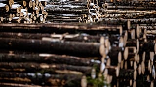 Felled trees stacked ready for transportation to the sawmill at a forestry plot near Vologda in 2021. Europeans are investing in wood amid the energy crisis.