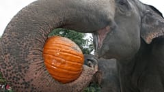 Elefanten im Zoo von Portland