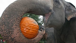 Elefanten im Zoo von Portland