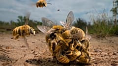 Winner, Behaviour Invertebrates: The big buzz