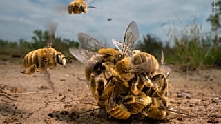Winner, Behaviour Invertebrates: The big buzz