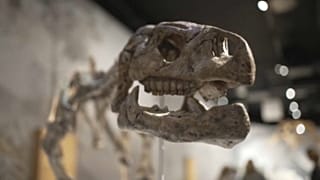 Che fine hanno fatto i dinosauri?