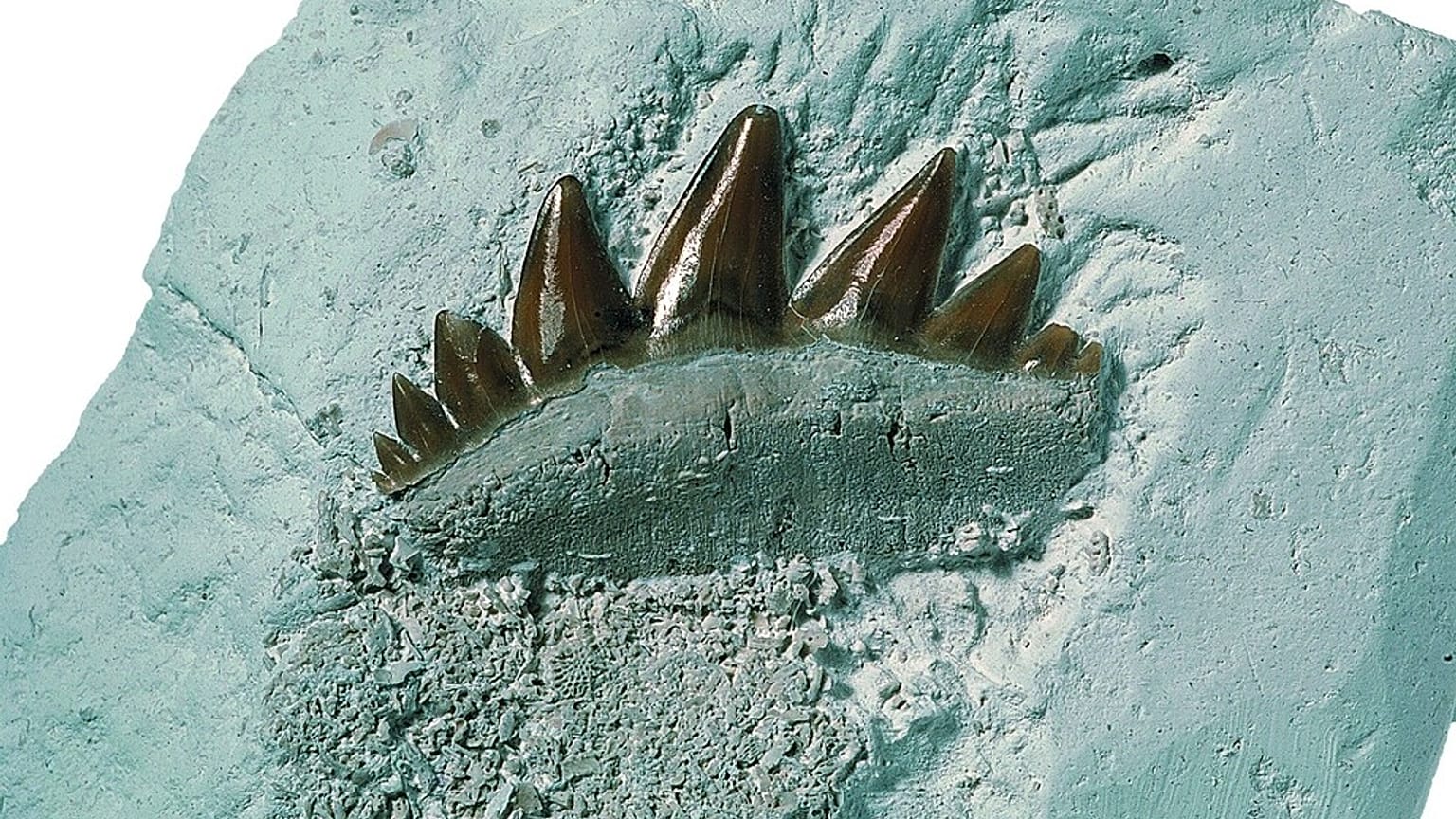 Nouveau musée sur l'extinction massive à Stevns Klint au Danemark