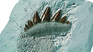 Nouveau musée sur l'extinction massive à Stevns Klint au Danemark