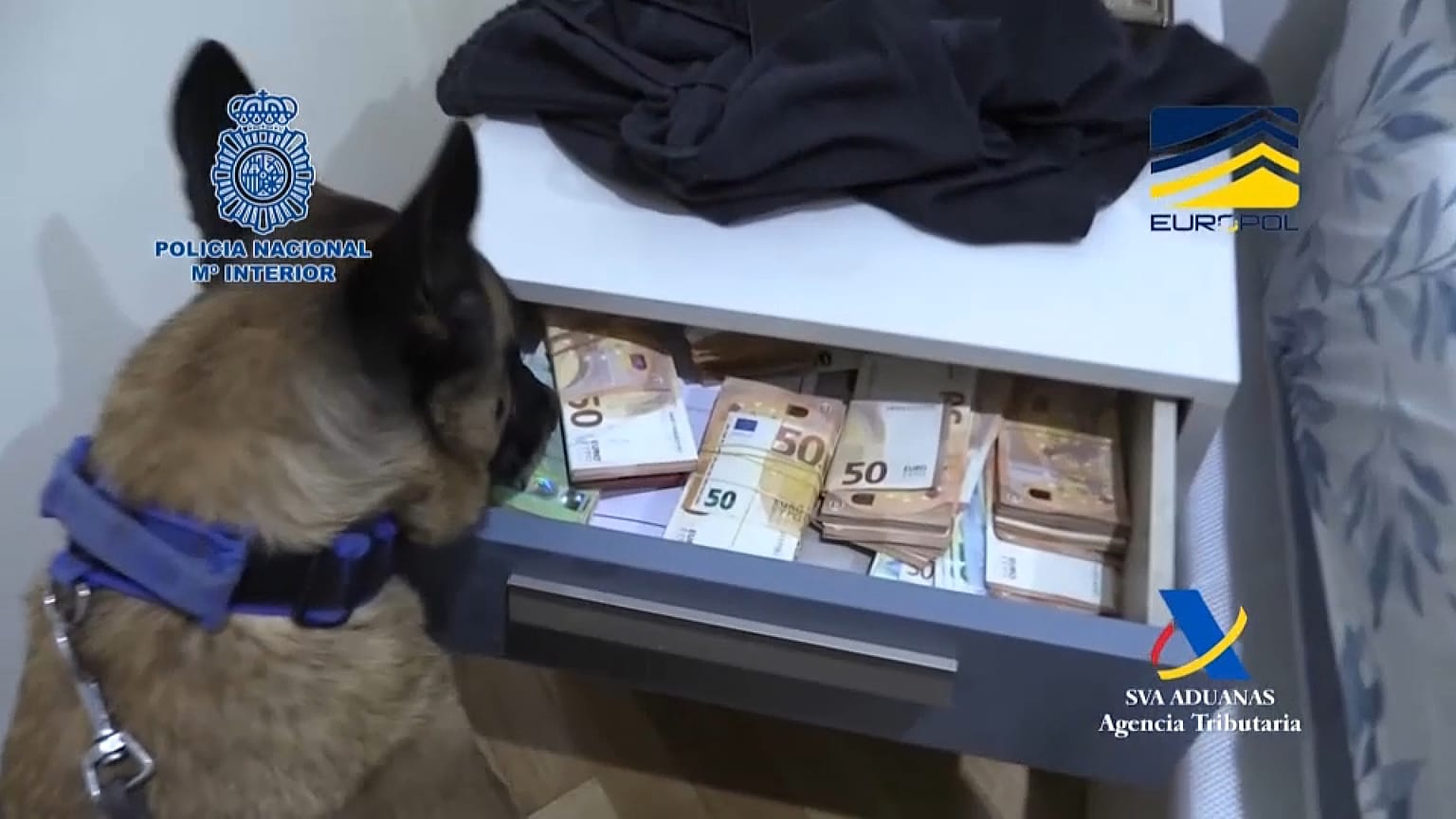 Spürhund im Einsatz