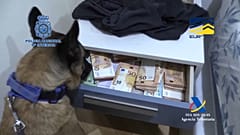Spürhund im Einsatz