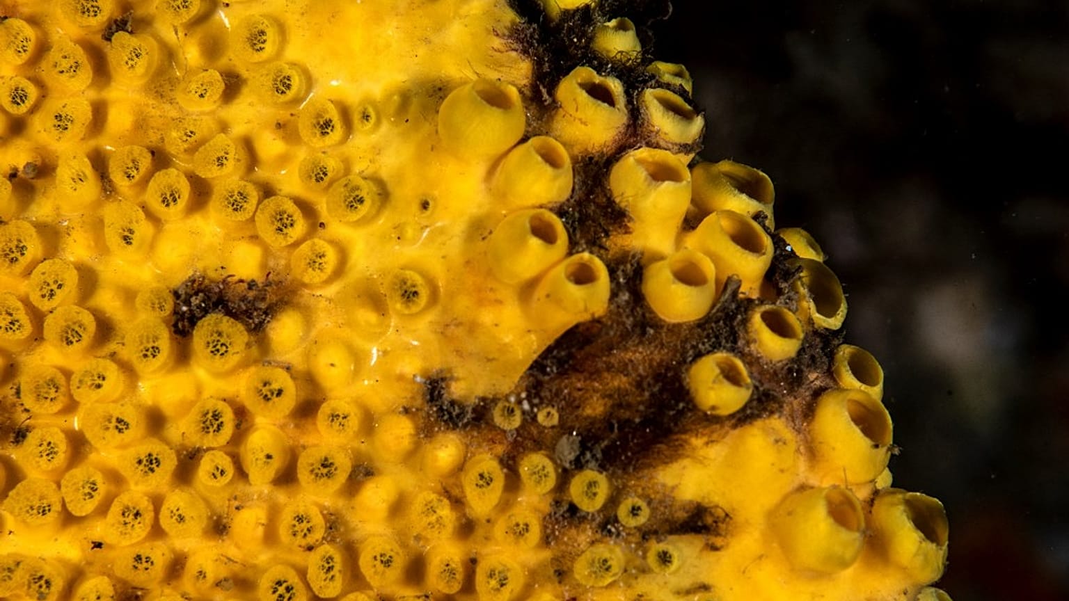 Fotografia captada pela expedição Oceano Azul em outubro de 2022