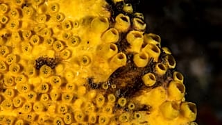 Fotografia captada pela expedição Oceano Azul em outubro de 2022