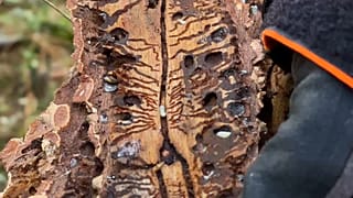 Buchdrucker im Frankenwald