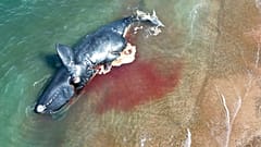 Una ballena muerta flota en la orilla cerca de Puerto Madryn, Argentina