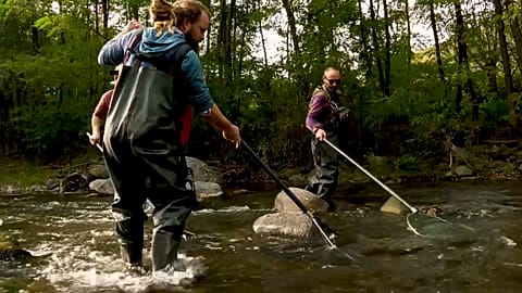 Conservationists working in the Valsan river in Romania