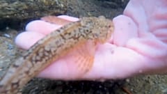 Ein kleiner Groppenbarsch in der Hand des Biologen