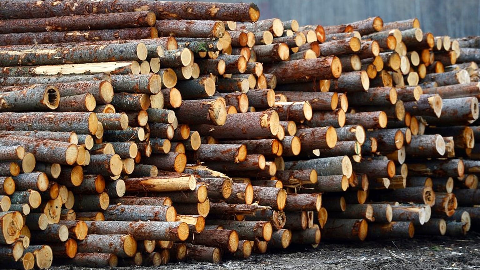 Avrupa'da enerji krizi: Kış öncesi oduna talepte büyük artış yaşanıyor