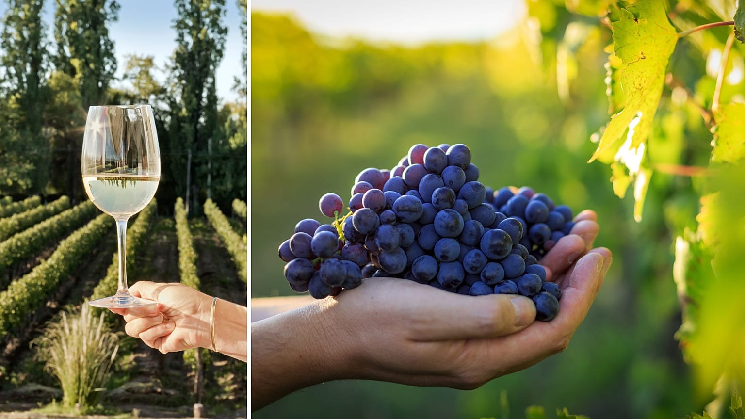 Could the UK become a major player in the wine industry? 