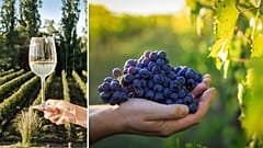 Could the UK become a major player in the wine industry? 