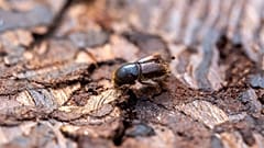The tiny bostrico bug is threatening trees in Trentino. Locals are fighting back.