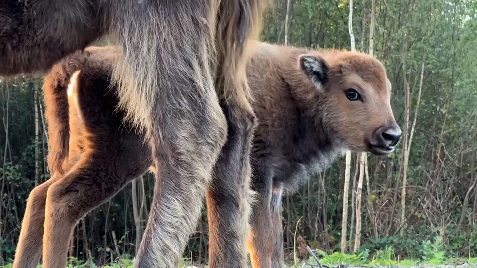 The bison calf was a delightful surprise for rangers in Kent.