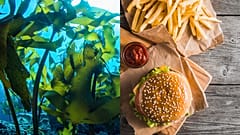Researchers have managed to extract a polymer from seaweed that could be used to construct seafood packaging.