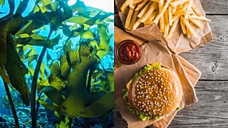 Researchers have managed to extract a polymer from seaweed that could be used to construct seafood packaging.