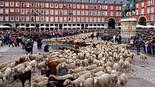 A flock of sheep are driven across Plaza Mayor in central Madrid