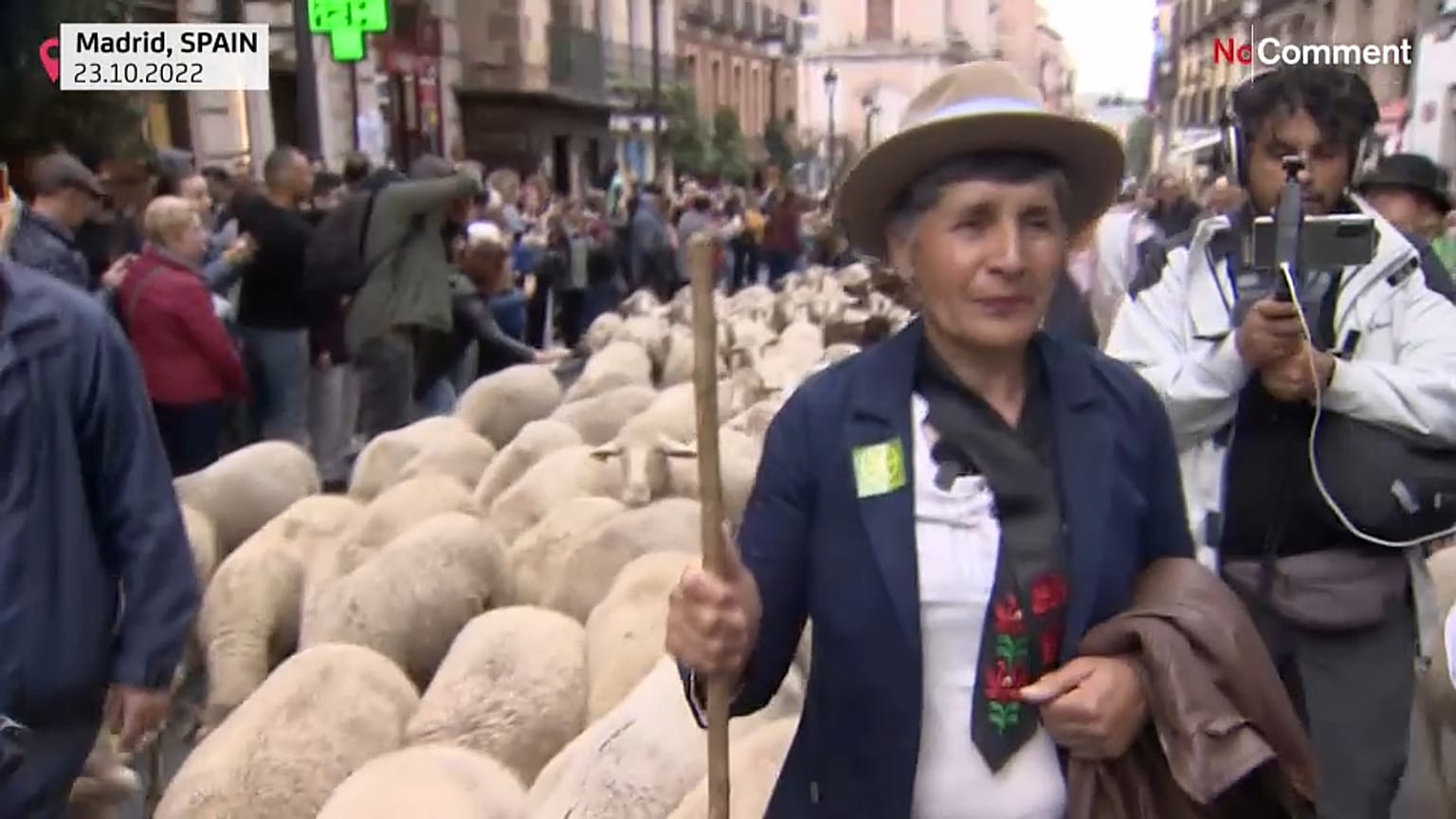 Schafe in Madrids Innenstadt