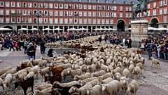 Фестиваль перегона скота в Мадриде 23 октября 2022