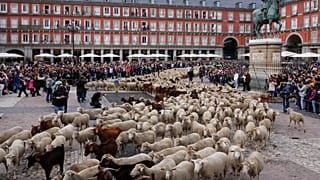 Фестиваль перегона скота в Мадриде 23 октября 2022