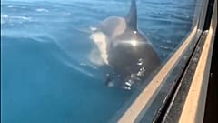 Ein Killerwal taucht direkt neben einem Boot ins Wasser.