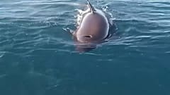 Una orca junto a una embarcación