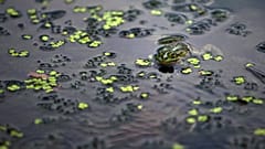 Rumäniens größter Salzsee trocknet aus.