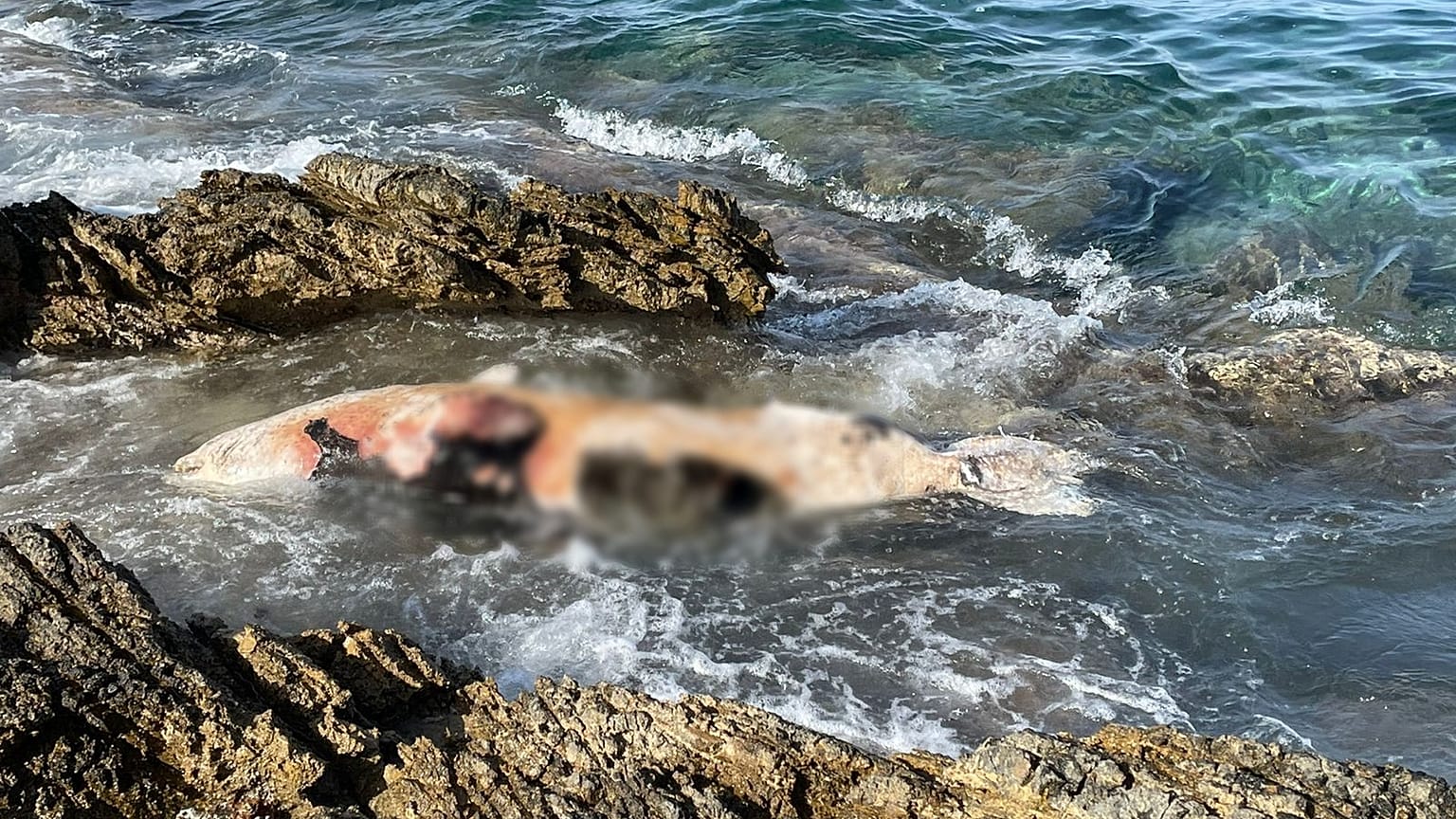 Η νεκρή φώκια