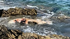 Η νεκρή φώκια