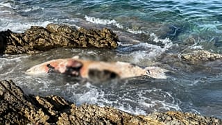 Η νεκρή φώκια