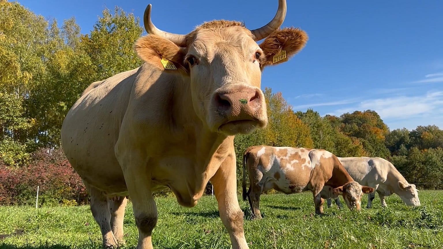 En Pologne, l'agroforesterie semble porter ses fruits 