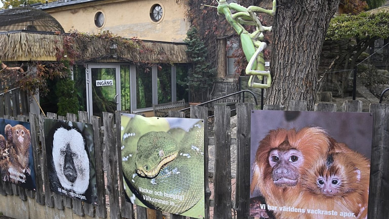 The King Cobra escaped from the Skansen-Akvariet zoo in Stockholm.