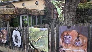 The King Cobra escaped from the Skansen-Akvariet zoo in Stockholm.