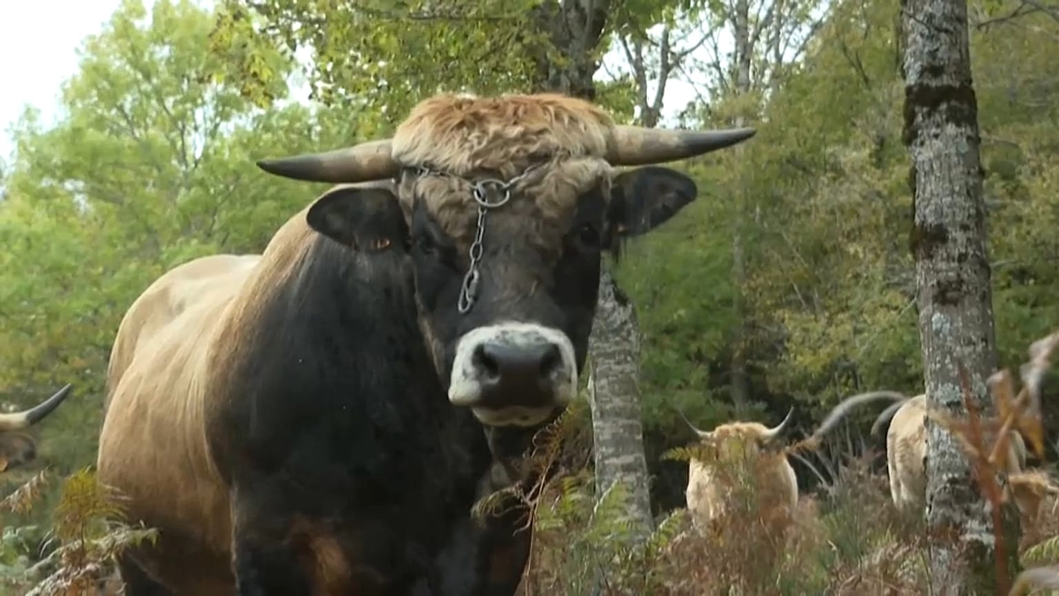 Un bovin dans l'Aubrac