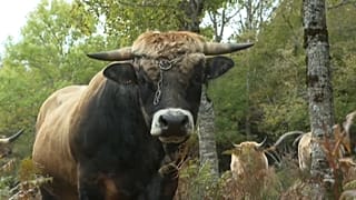 Un bovin dans l'Aubrac