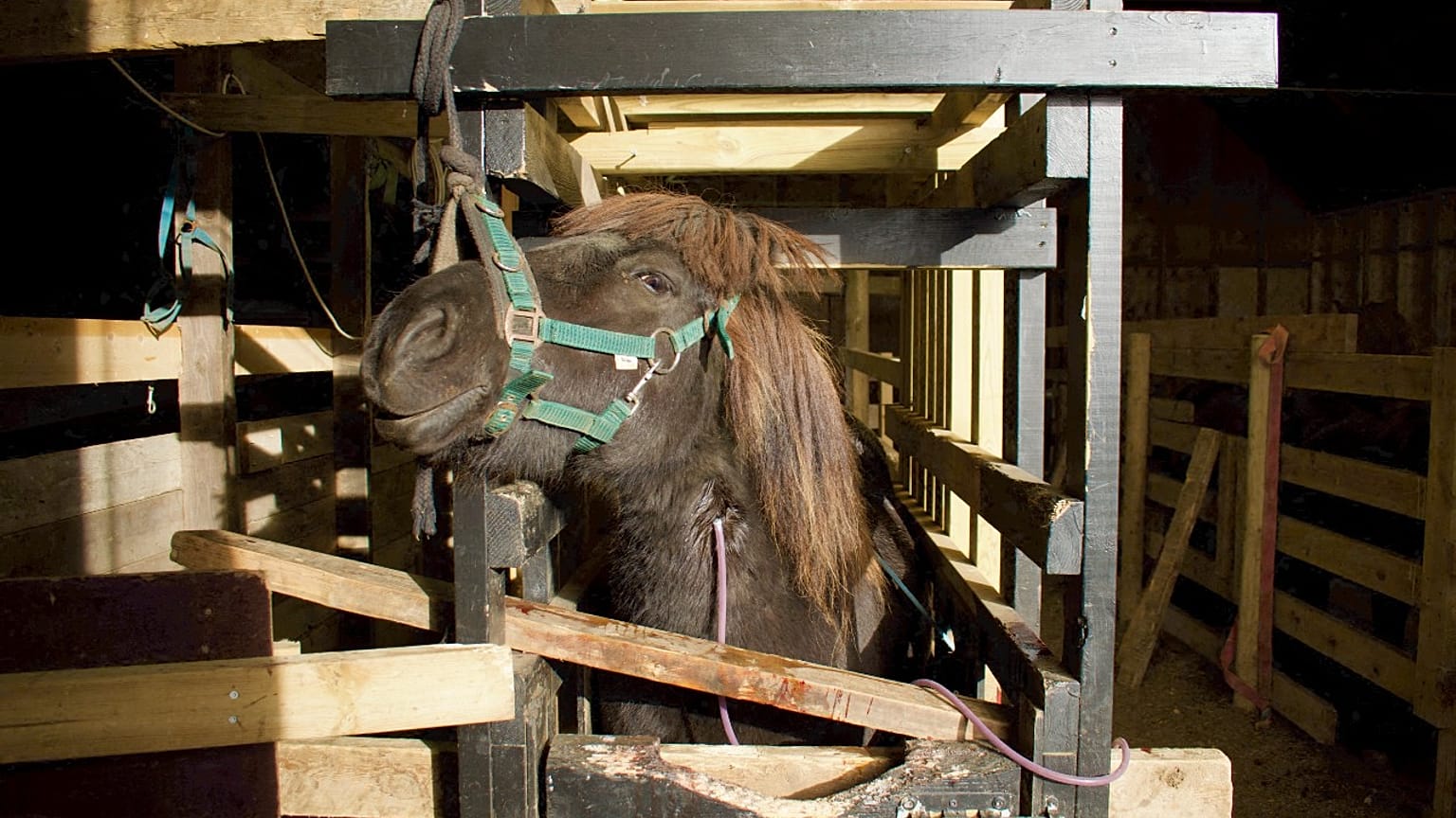 Auf einer "Blutfarm" in der Nähe von Selfoss, Südisland, wird einer Stute Blut abgenommen